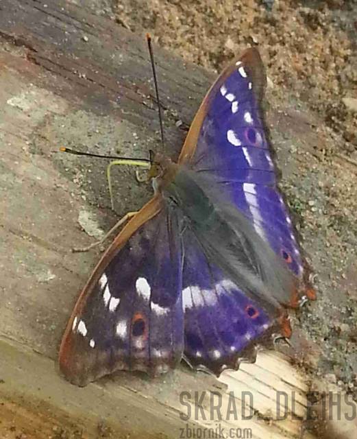 motylek - skrad_dleihs
