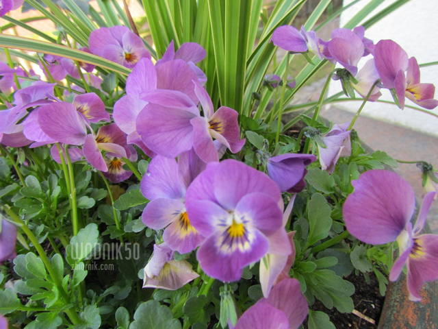 IMG_7467.JPG - wodnik50