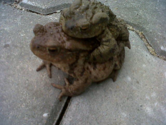 IMG00481-20140324-1249.jpg - edd2221