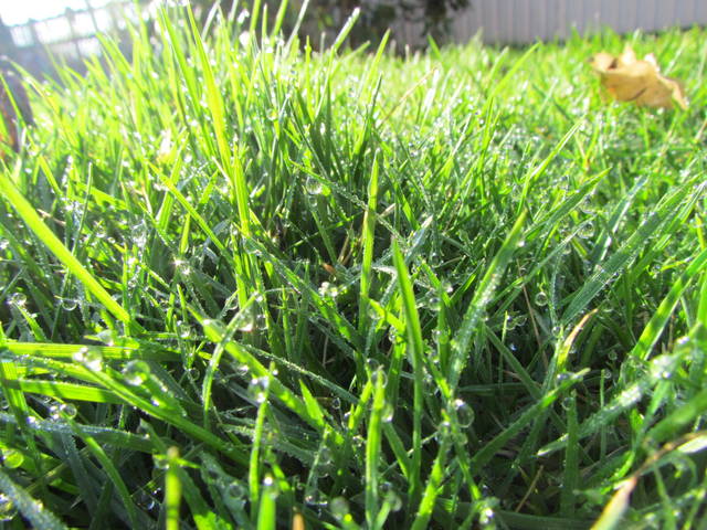 poranna rosa - wodnik50