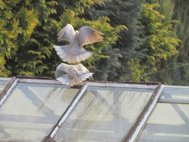 mieli się ......... - wodnik50