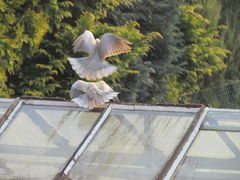 mieli się .........