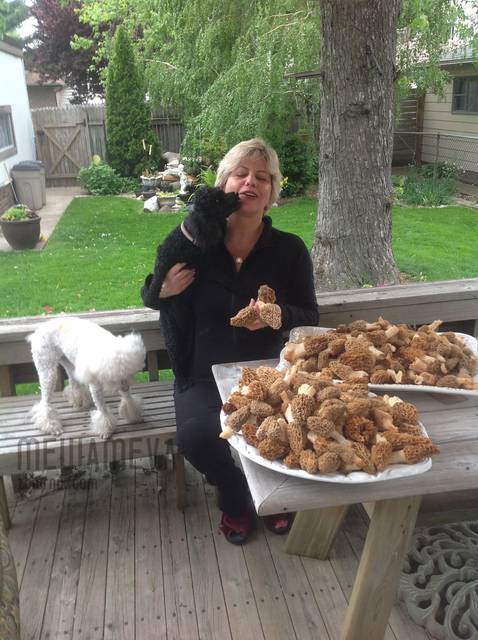 na Grzyby - MewaMeva