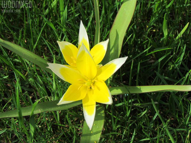 IMG_7776.JPG - wodnik50