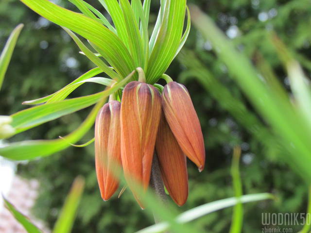 czekamy...... - wodnik50