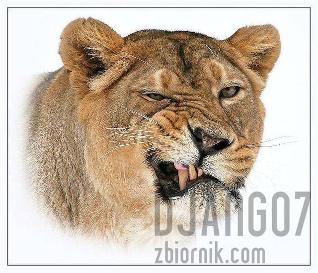 efc61da980.jpeg - django7