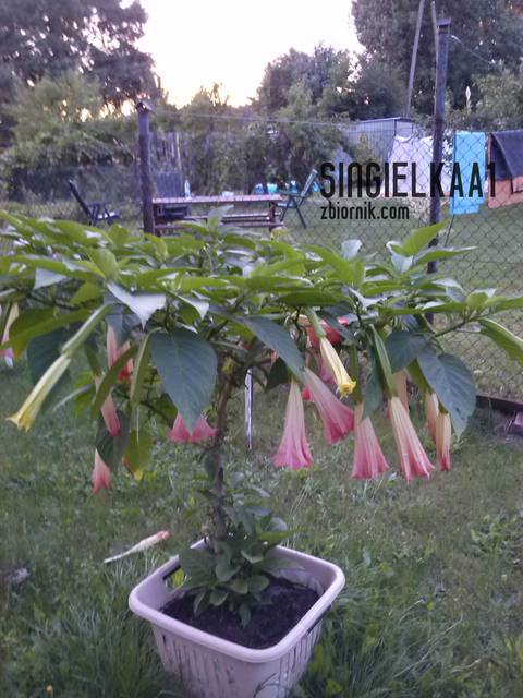 Datura - singielkaa1