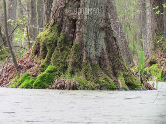 "floryda" - wodnik50