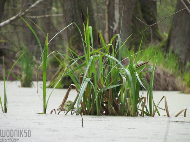 IMG_7913.JPG - wodnik50