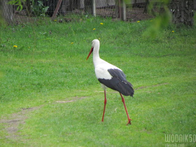 spacer... - wodnik50