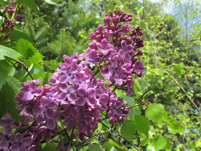 jeszcze jedna....kiść - wodnik50