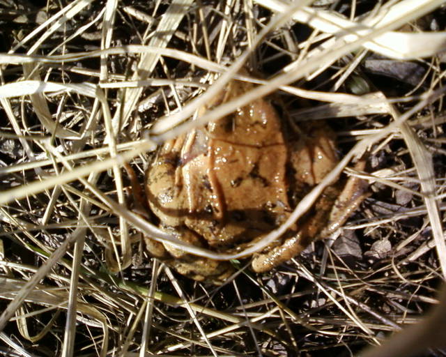 Zdjęcie-0002.jpg - lata70