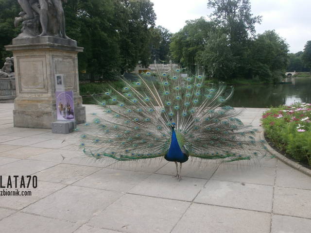 P6270099.JPG - lata70