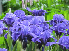 niebiesko....fioletowo...