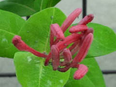 Z dedykacją Tęsknotce ...