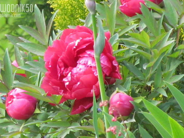 piwonie... - wodnik50