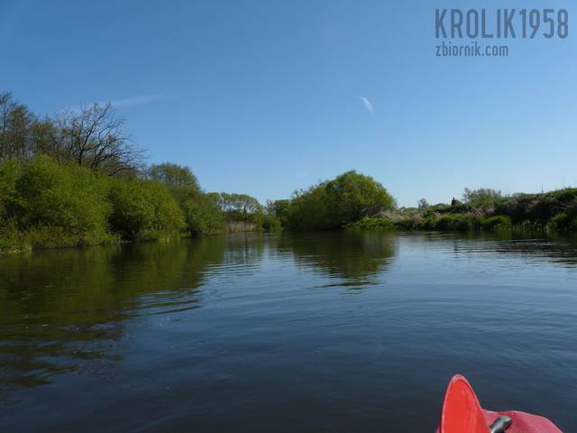 krolik1958