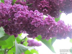 z myślą o kimś kto go lubi