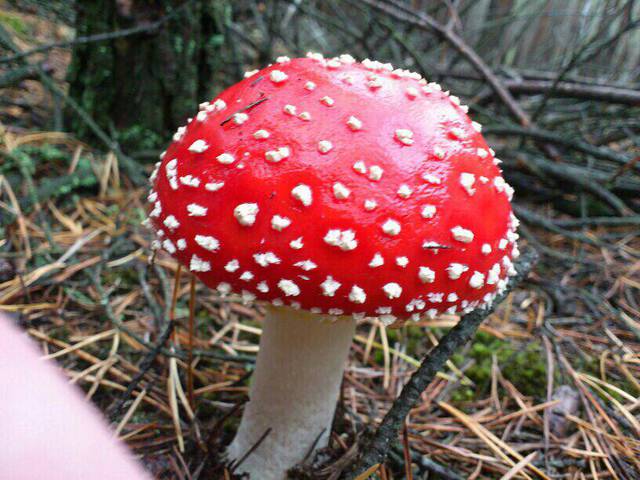 Muchomorek - fafik2666