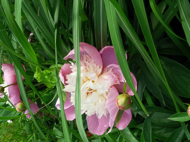 Pięknej Ninie An - Pan_Stanowczy