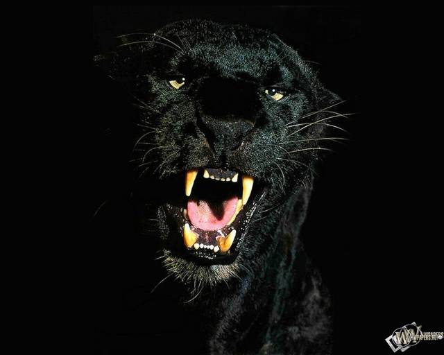 blackpanthertapeta.jpg - tofik1976