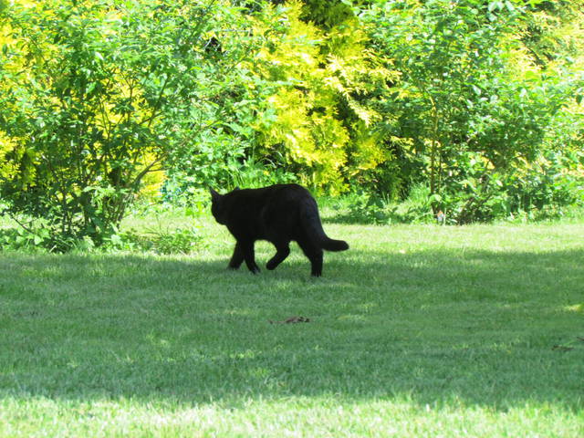 czarna pantera - wodnik50