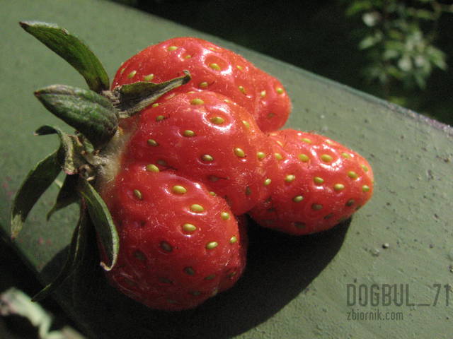 Znalazł się mniejszy od mojego  . . .  :) - dogbul_71