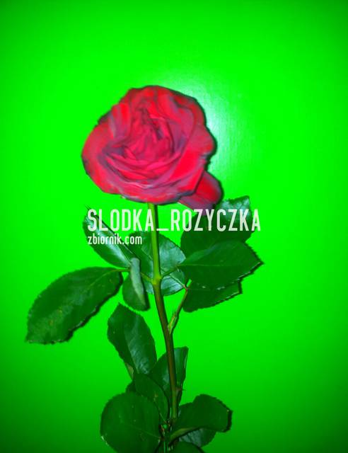 Jestem jak róża z kolcami. - Slodka_Rozyczka