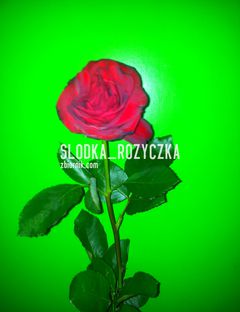 Jestem jak róża z kolcami.