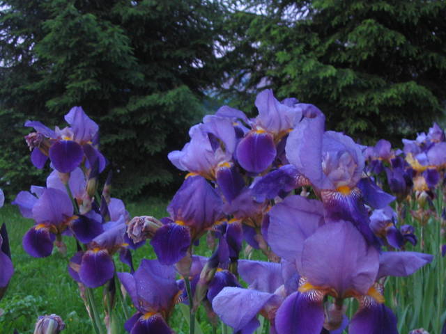 Irises - coupleasas