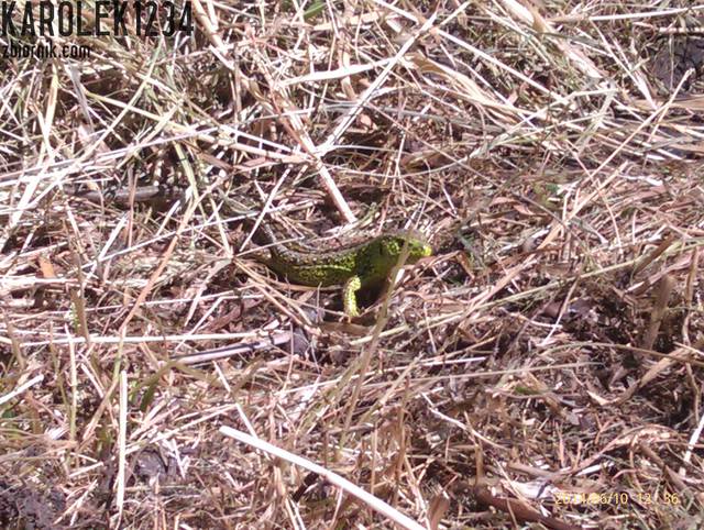 podobne do warana - karolek1234