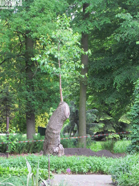 dziwy natury:) - wodnik50