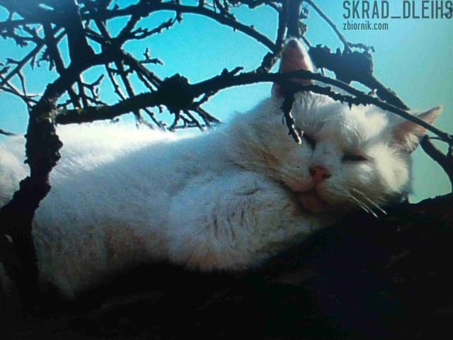 DSC_0676a.jpg - skrad_dleihs