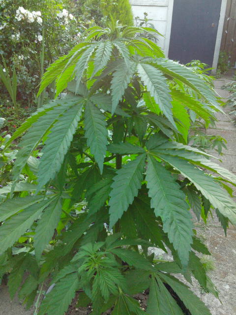 IMG-20140611-WA0005.jpg - CHICOPOLACO