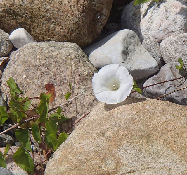 Nadmorski kwiatek - Granttat60