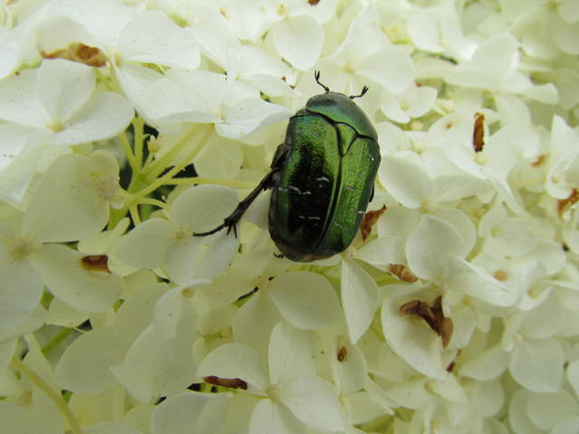 szkodnik? - wodnik50