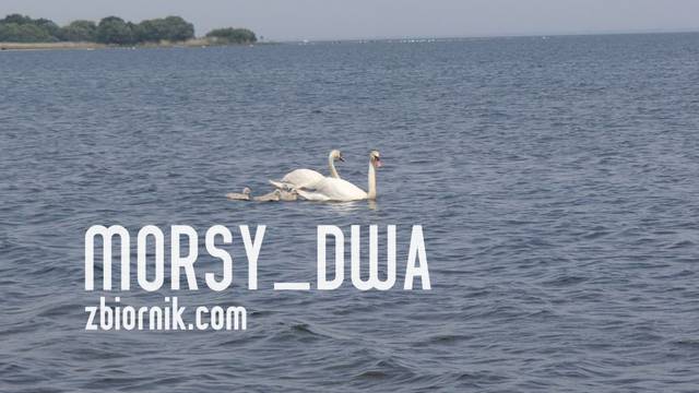 Rodzinka na "spacerze" - Morsy_dwa