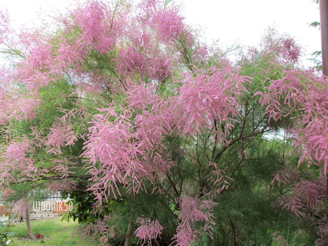 tamaryszek - wodnik50