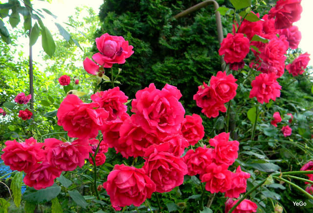 obiecane  - sekretek