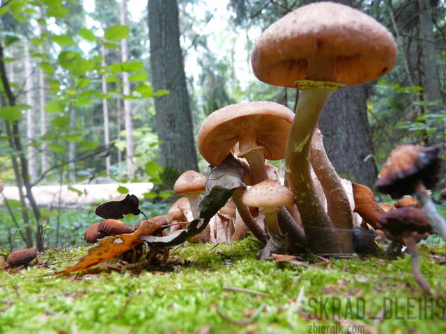 nóżki i kapeluszki - skrad_dleihs