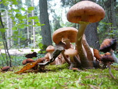 nóżki i kapeluszki