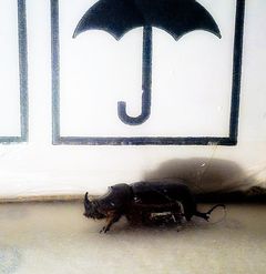 Do Rumple przyszedł żuk ...