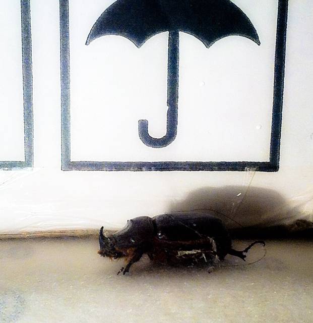 Do Rumple przyszedł żuk ... - Rumpelstiltskin