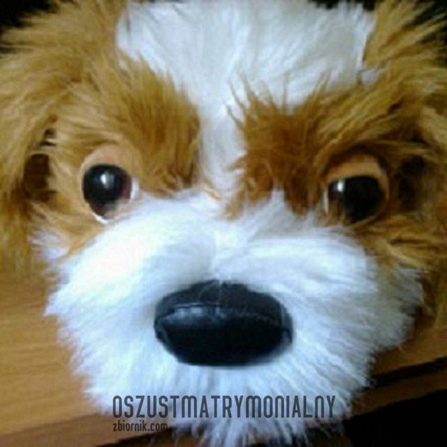 Oszust zb.jpg - oszustmatrymonialny