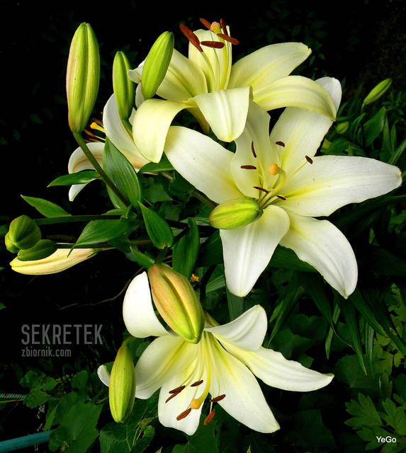 1-DSCN4574-001.JPG - sekretek