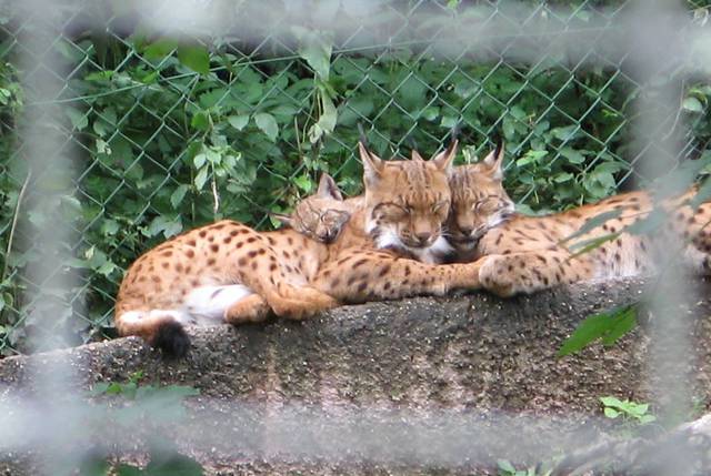 przytulaski - rex123