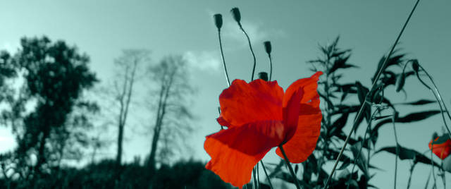 _1170241.jpg - rex123