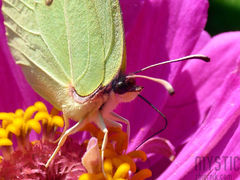 Taki jęzor to potęga :)))))