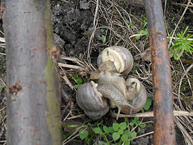 SDC11066.JPG - adamnerlo