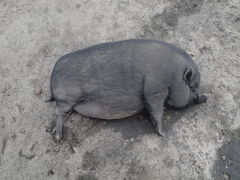 Odpoczywająca...:))